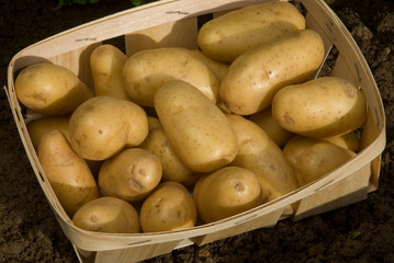 Pompadour potato