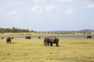 Herd of elephants in Kaudulla National Park, Sri Lanka