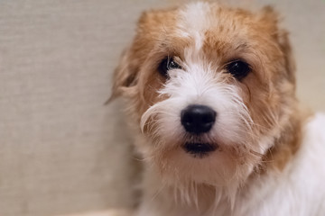  Jack Russell Terrier hard haired view closeup 