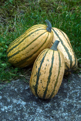 Cucurbita pepo - Squash