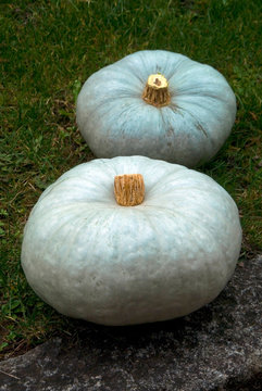 Cucurbita maxima - Blue pumpkin