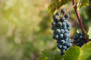 Branch of blue wine grapes with green leaves in a vineyard ready to be harvested.