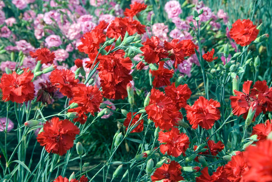 Garden pink flower