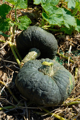 Cucurbita maxima - Pumpkin