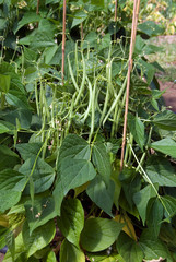 Phaseolus Vulgaris