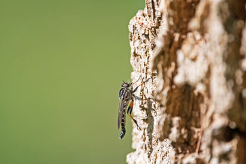 butcherfly on  a tree trunk