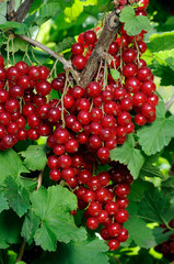 Junifer Gooseberry