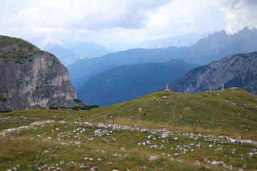 Alpine fields with cows