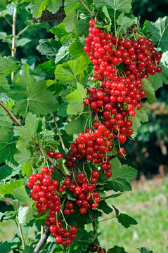 Junifer Gooseberry