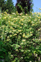Japanese honeysuckle