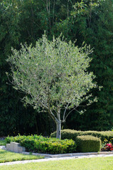 Olea europea - olive tree