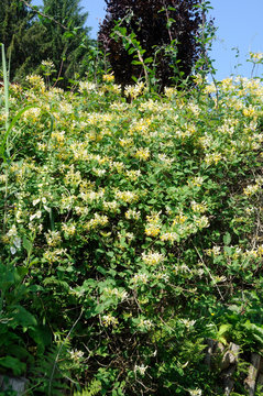 Japanese Honeysuckle