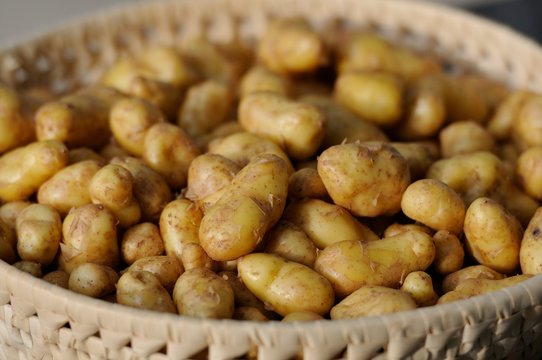 Solanum Tuberosum