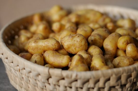 Solanum Tuberosum