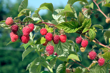 Rubus idaeus - Raspberry - obrazy, fototapety, plakaty