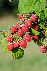 Raspberry