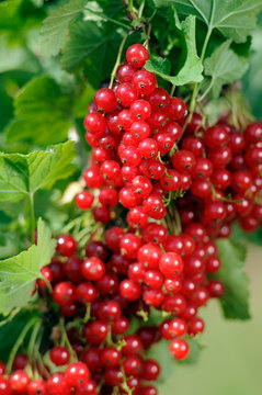 Junifer Gooseberry