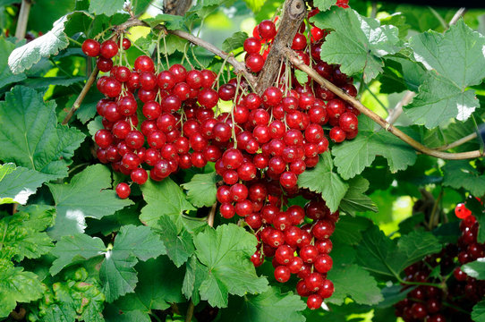 Junifer Gooseberry
