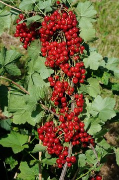 Junifer Gooseberry
