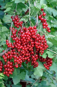 Junifer Gooseberry