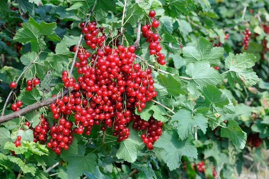 Junifer Gooseberry