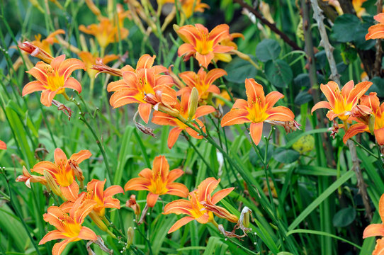 Hemerocallis fulva - Orange day lily