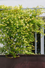 Japanese honeysuckle