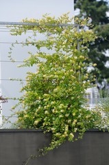 Japanese honeysuckle