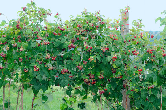Raspberry Bush