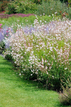 Gaura lindheimeri - Gaura