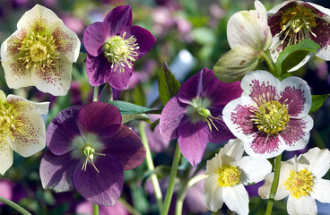 Helleborus