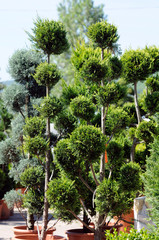Cypress