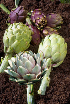 Cynara Scolymus