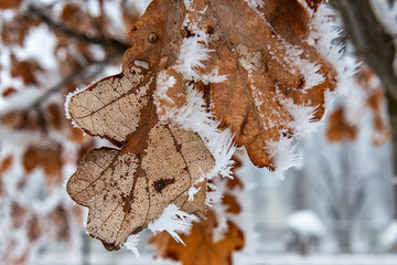 Fototapeta premium Hoar Frost on Oak Leaves. Oak leaf with frozen snow.