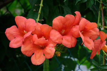 Madame Galen Campsis Tagliabuana