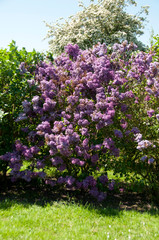 Obraz premium Lilac