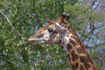 Grazing giraffe