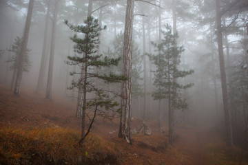 Fototapeta na wymiar beauty trees in a foggy forest