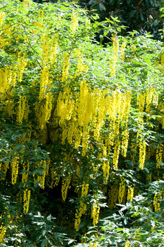 Golden Chain Tree