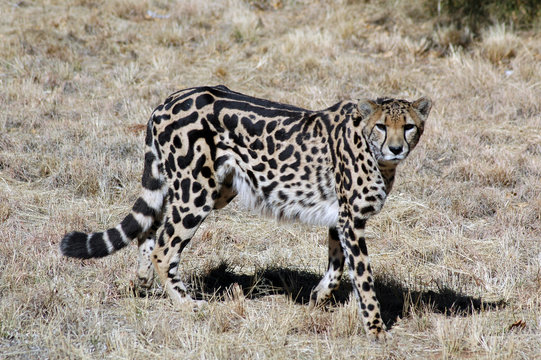 King Cheetah.  A rare predator.