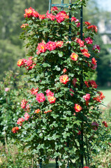 Naklejka premium Bicolor wild roses