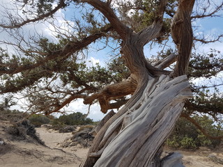 Fototapeta na wymiar Mediterranean tree