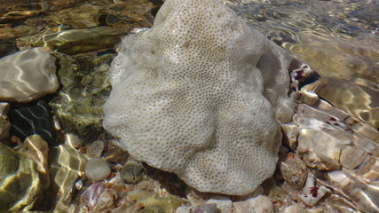 Koralowce, skamieliny, rafa, Egipt,