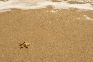 Fototapeta na wymiar starfish on sea sandy beach. summer background.