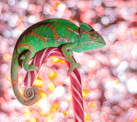 green chameleon sits on candy canes close up © Sofiia