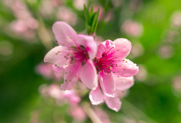 Obraz na płótnie Canvas wild flowers sakura bush at suntet.