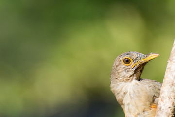 The Rufous-bellied Thrush, Turdus rufiventris (here sabiá-laranjeira). One of the birds symbol of Brazil. Minas Gerais interior.