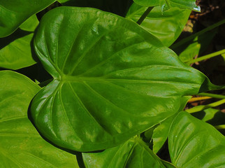 HDR Photo on a PERFECT LEAF 2