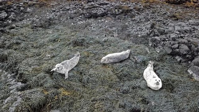 Aerial view of seal colony in Scotland - UK