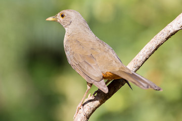 The Rufous-bellied Thrush, Turdus rufiventris (here sabiá-laranjeira). One of the birds symbol of Brazil. Minas Gerais interior.